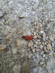 Macrolygistopterus rubripennis