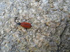 Macrolygistopterus rubripennis