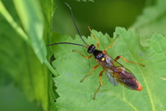 Callajoppa cirrogaster