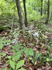 Thalictrum tuberiferum