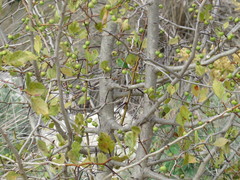 Crataegus turnerorum