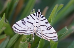 Conchylodes ovulalis