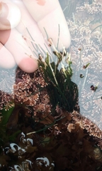 Chaetomorpha melagonium