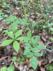 Thalictrum tuberiferum