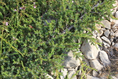 Juniperus communis hemisphaerica