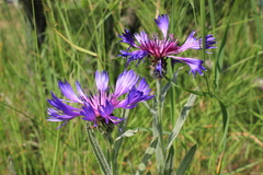 Centaurea fuscomarginata