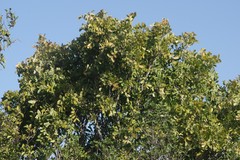 Ptaeroxylon obliquum