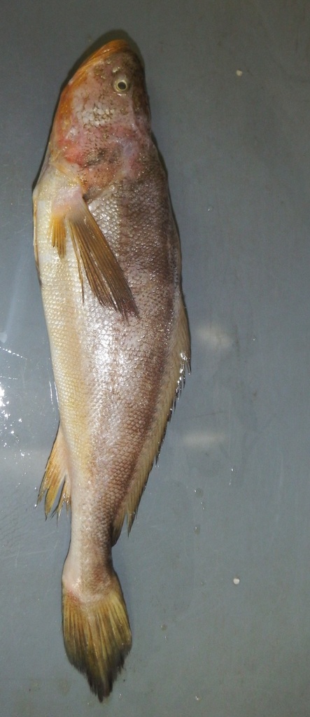 Pacific Smalleye Croaker