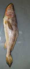 Nebris occidentalis