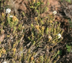 Selago ramosissima