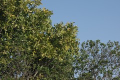 Ptaeroxylon obliquum