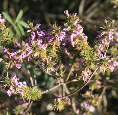 Muraltia ericifolia