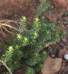 Oedera genistifolia