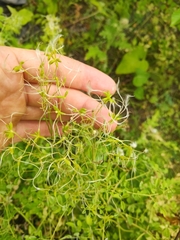 Clematis lathyrifolia