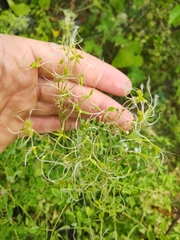 Clematis lathyrifolia