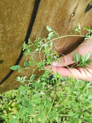 Clematis lathyrifolia