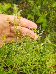 Clematis lathyrifolia