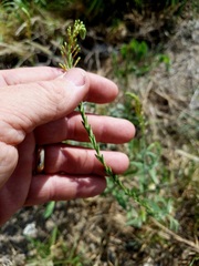Oenothera mckelveyae