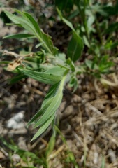 Oenothera mckelveyae