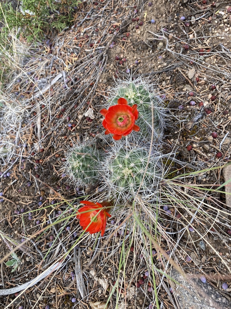 Scarlet Hedgehog Cactus from Santa Fe County, USNM, US on