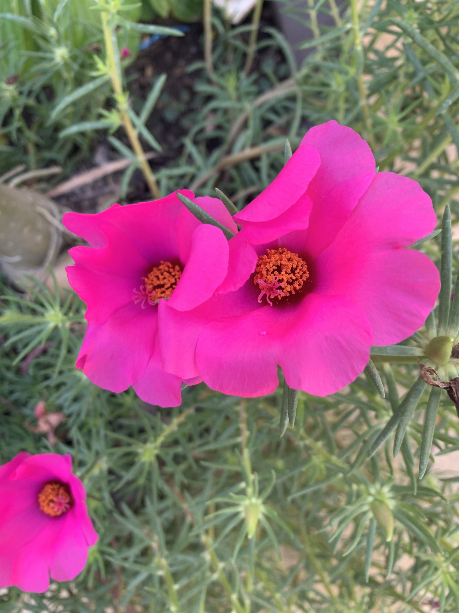 Portulaca grandiflora