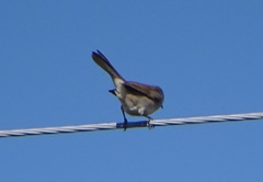 Curruca curruca
