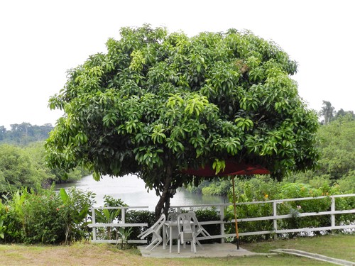 Indian mango