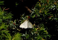 Udea rhododendronalis