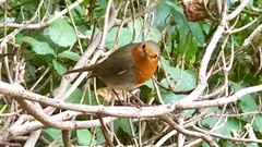 Erithacus rubecula