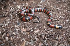 Lampropeltis abnorma