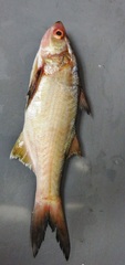Polydactylus approximans