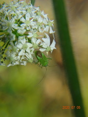 Closterotomus