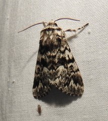 Panthea acronyctoides