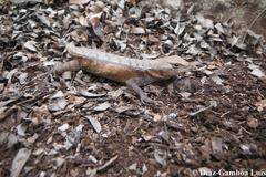 Sceloporus chrysostictus