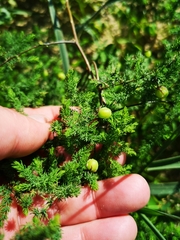 Asparagus fasciculatus