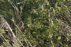 Azima tetracantha