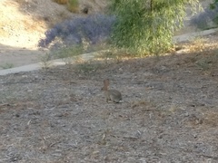 Sylvilagus audubonii