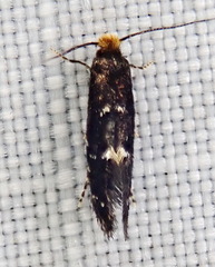 Eudarcia eunitariaeella