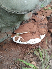 Ganoderma adspersum