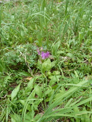 Allium brevistylum
