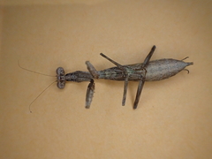 Callimantis antillarum