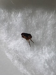 Ctenocephalides canis