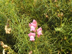 Antirrhinum tortuosum image