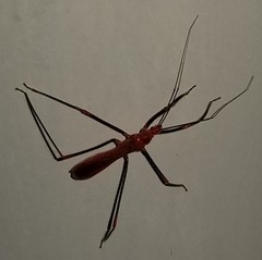 Saica