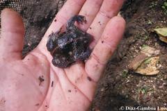 Rhinophrynus dorsalis