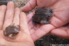 Rhinophrynus dorsalis