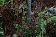 Selaginella pallescens