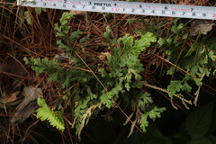 Selaginella pallescens