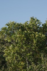 Ptaeroxylon obliquum