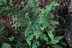 Selaginella pallescens